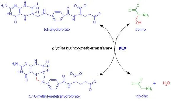 Серин в глицин. Глицин n ацилтрансфераза. Tetrahydrofolate. Лёгкие рисунки серин. Глицин полипептид