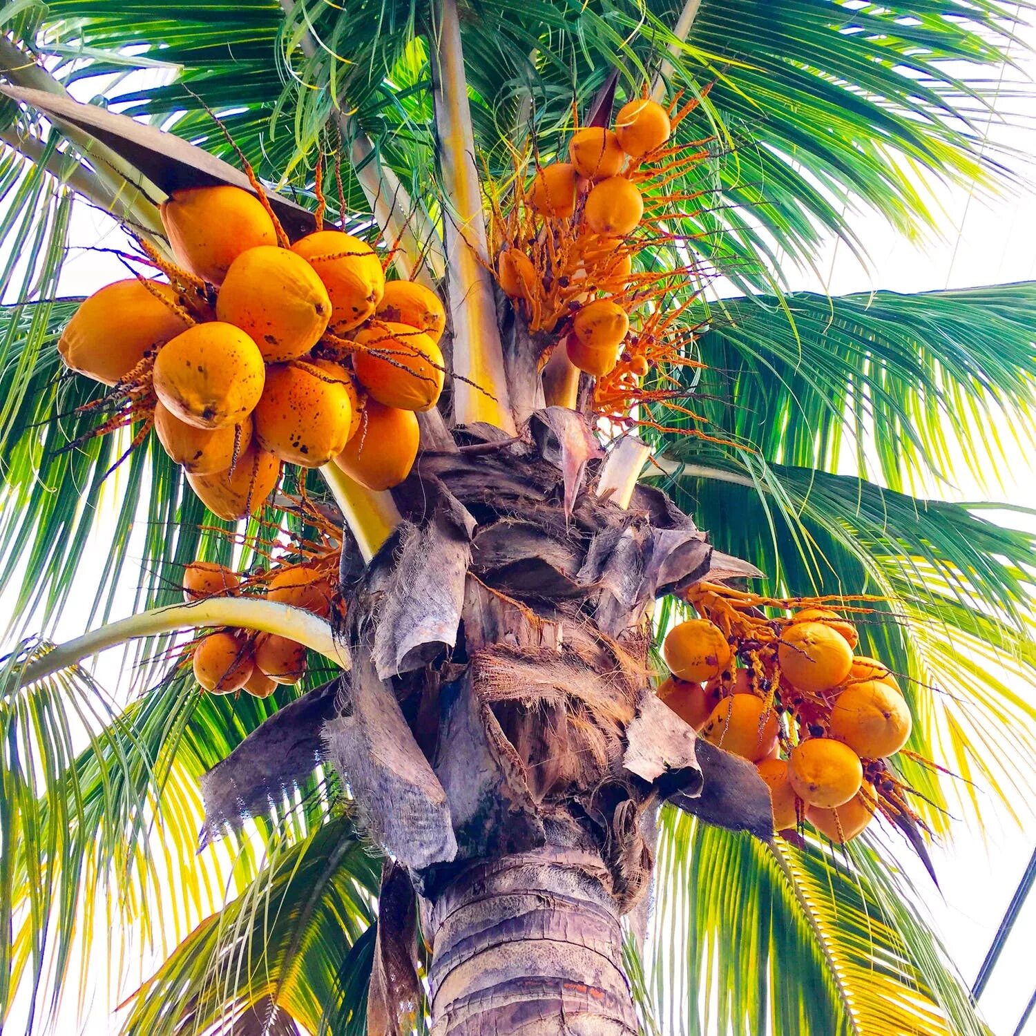 Пальма какой фрукт. Кокосовая пальма (cocos nucifera). бертамовая пальма. пальмы с финиками и кокосами. манго растение пальма.