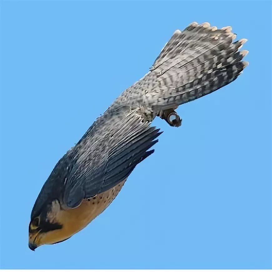 Falcon fast. Falcon fast. Необычные ракетки для настольного тенниса. Joola настольный теннис. Falcon fast.