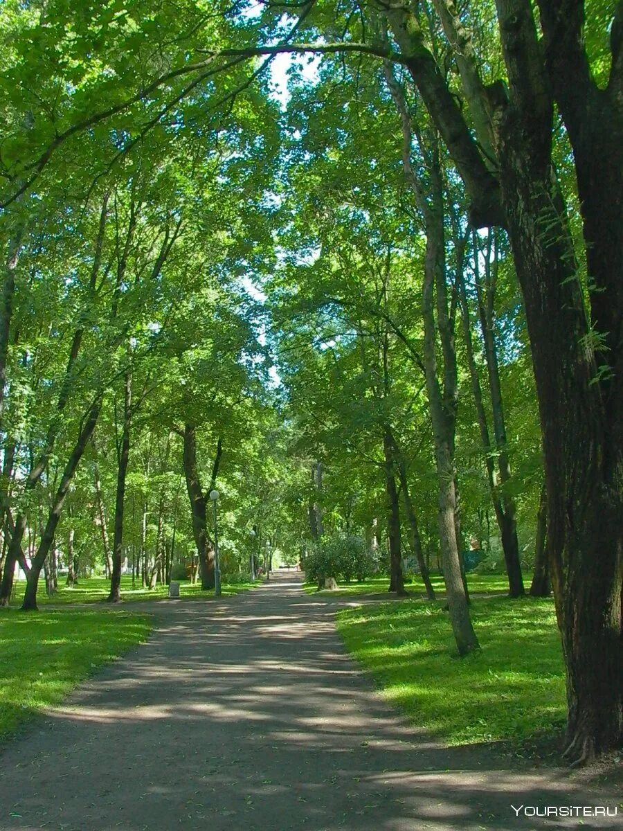 Зеленые насаждения в городе. Зеленые насаждения в городе. Зеленые насаждения города москва. Озеленение москвы. Зеленые насаждения в городе.