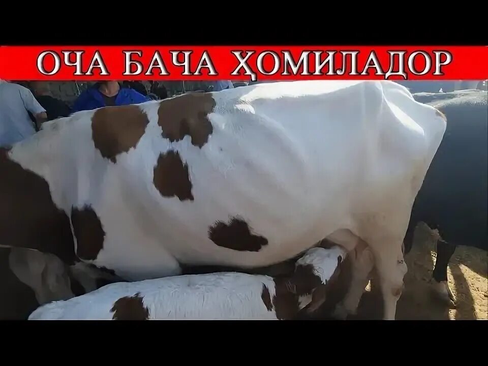 Оча бача. Оча бача. Гусфанди калон. Дари дегдони оча. Гови гусоладор.