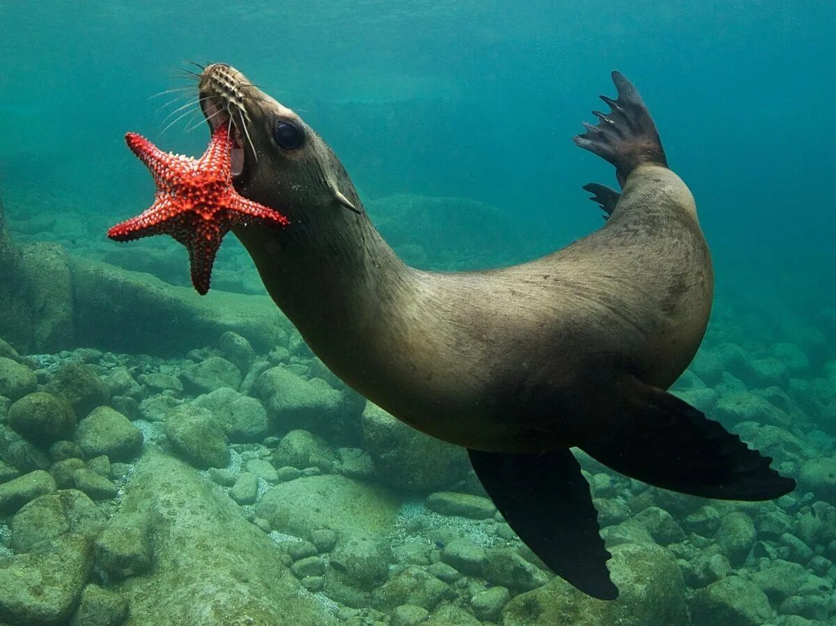 Животные и растение океанов и морей. Мурена Занзибар. Морские обитатели. Водные животные. Подводные животные.