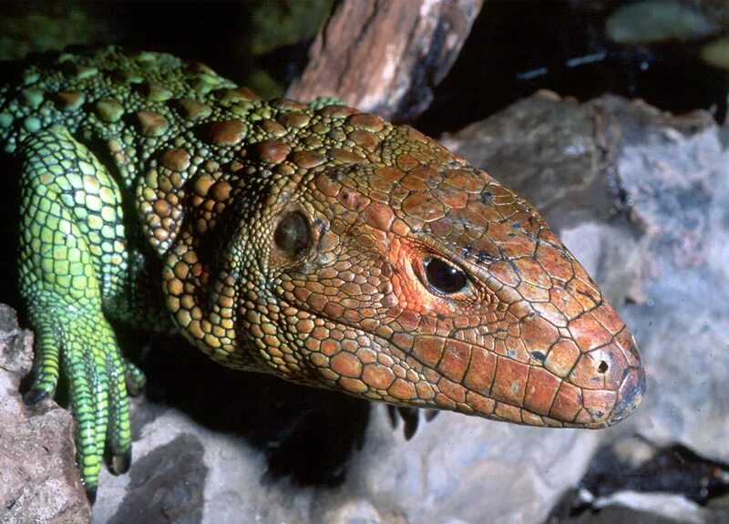 Dracaena guianensis. Caiman Lizard. Каймановый Варан. Каймановая ящерица.