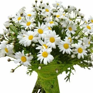 С днем рождения цветы ромашки