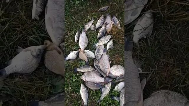 Красный кут курская область рыбалка. Красный кут курск. Курск гнилое курск рыбалка. Рыбалка густомой курская. Пруд липник курская область.
