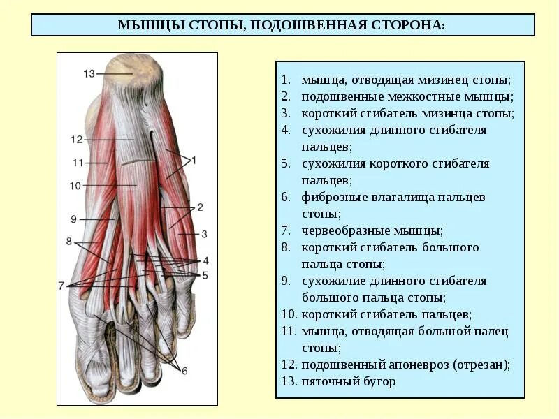 Борозда сухожилия длинного сгибателя большого пальца. Мышца короткий сгибатель мизинца стопы. подошвенные межкостные мышцы стопы. сухожилия 1 пальца стопы. подошвенные мышцы стопы короткий сгибатель большого пальца.