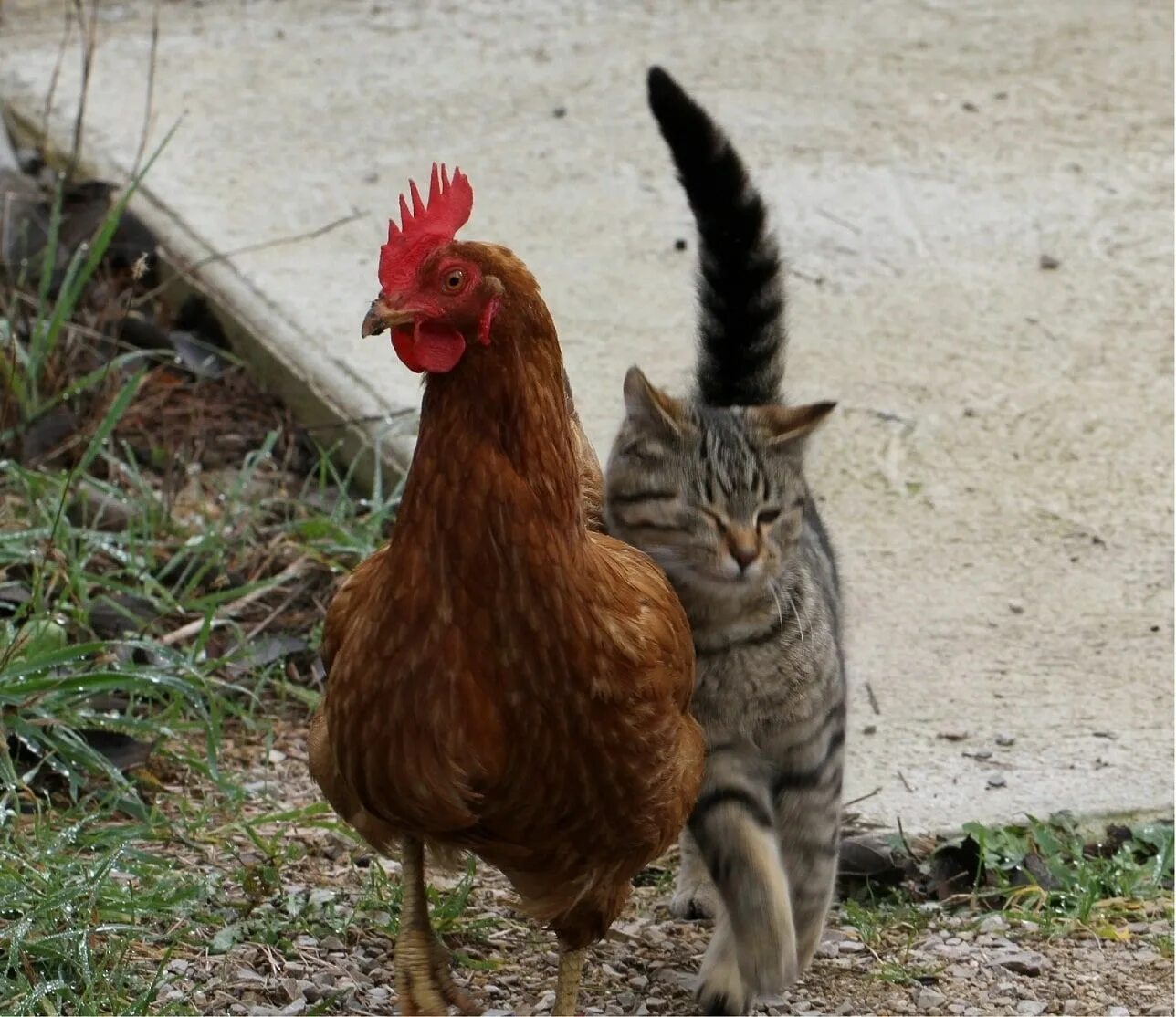 Кура кошка. Курица и кошка. Гибрид кота и курицы. Кошку в виде курицы. Кошка с цыплятами.
