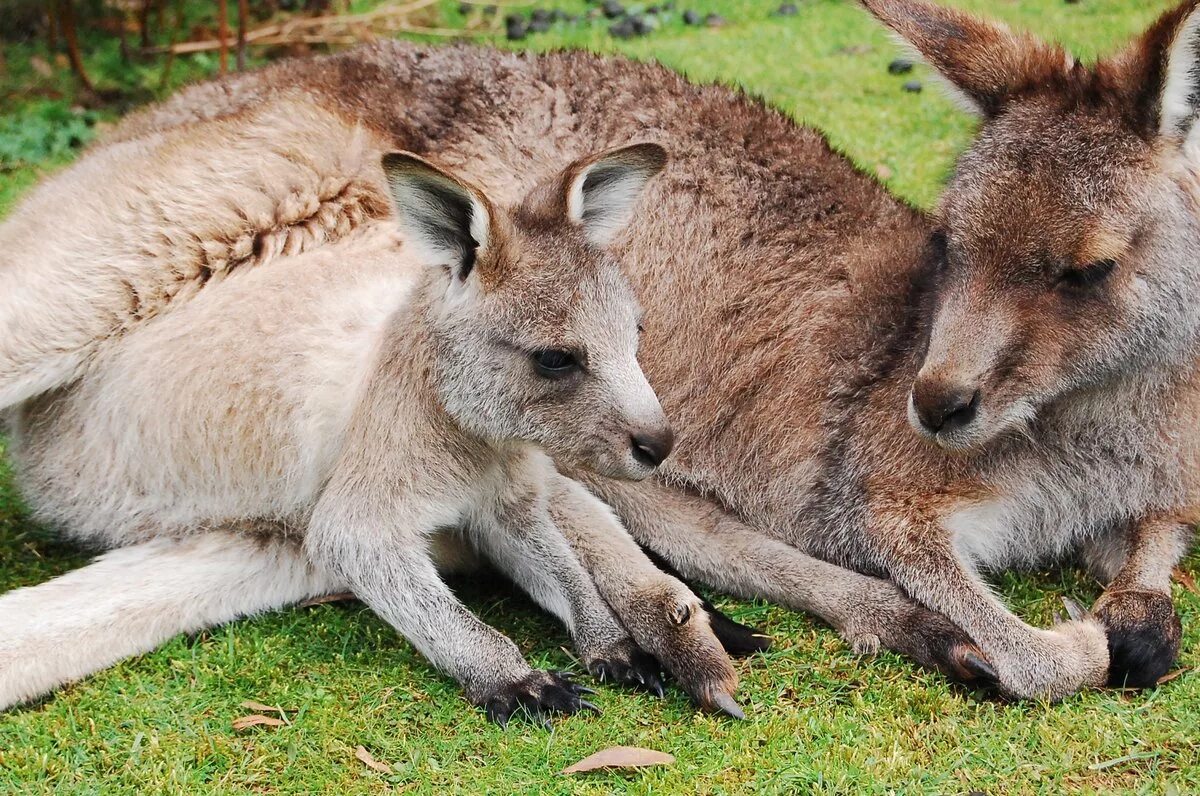 Кенгуру в Австралии. Кенгуру с детенышем. Кенгуру сумчатое животное. Кенгуру детеныш кенгуру. Кенгуру гранди