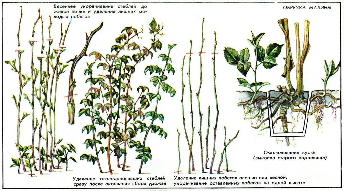шпалерный метод подвязки малины. ремонтантная малина ряды. посадка и подвязка малины. подвязка ремонтантной малины. решение задачи с кустами.
