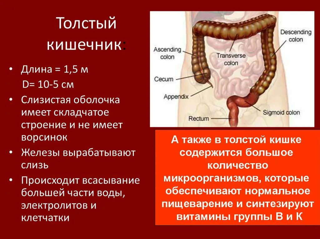 Какие отделы в толстом кишечнике. Толстая кишка. отделы, строение и функции.. толстый и тонкий кишечник. отделы, строение функции. строение тонкого и толстого кишечника анатомия. пищеварительная система схема тонкий кишечник.