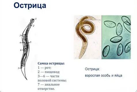 Острица тип