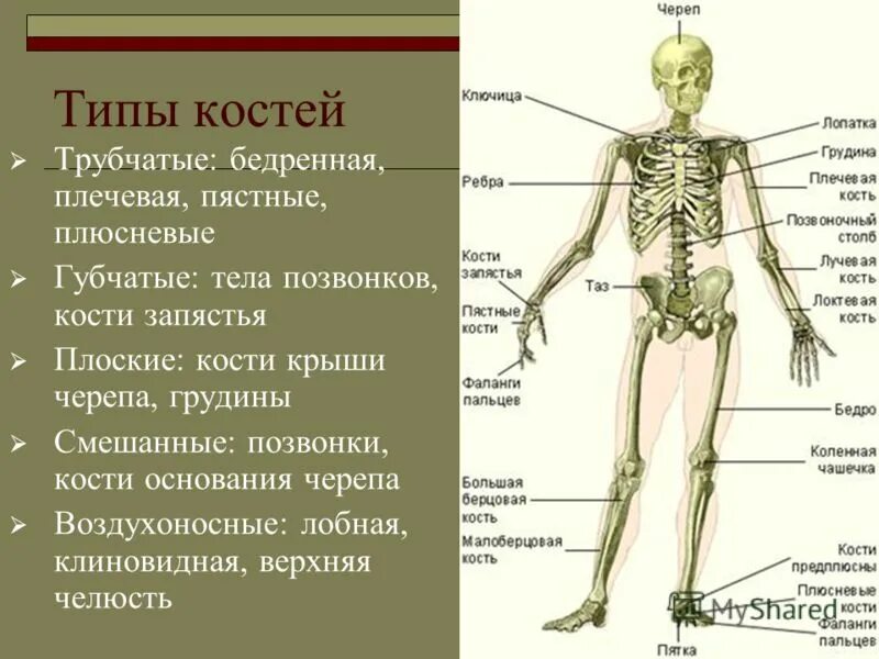 4 типа кости. 4 типа кости