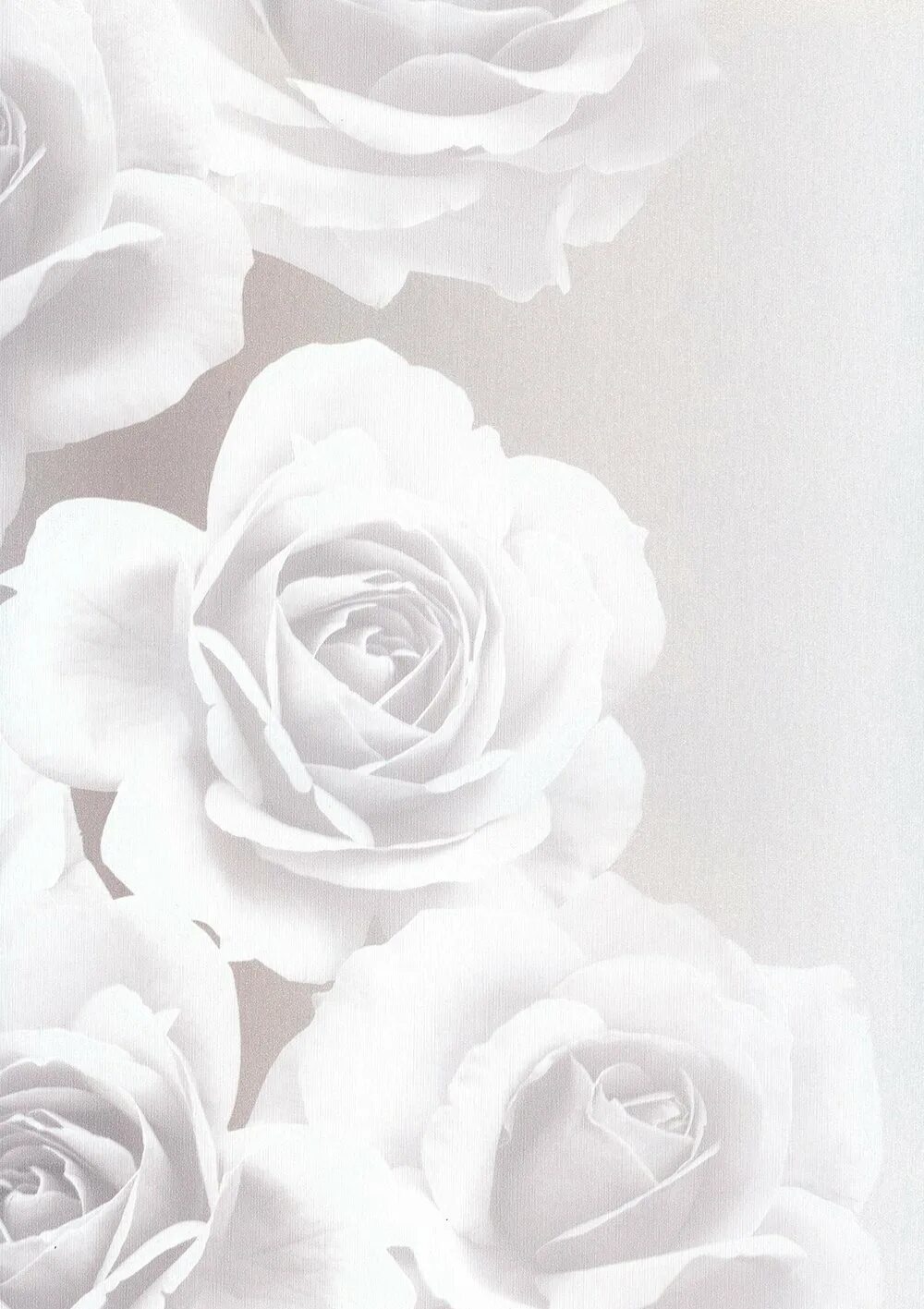 Обои серые для стен с рисунком. Серые цветы. Красивый серый фон. Орхидея на сером фоне. Красивый белый фон.