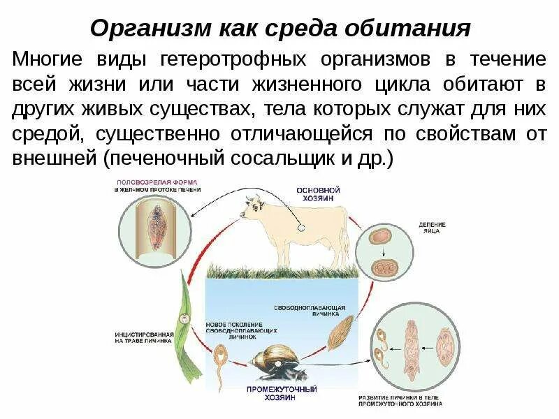 Цикле среда обитания. Тела живых организмов как среда обитания особенности. Организмы как среда обитания примеры организмов. Особенности организма как среды жизни. Живой организм как среда обитания условия среды.