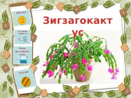 Благодарность комнатным растениям
