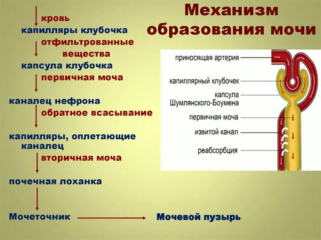 Этапы образования мочи схема. Механизм образования первичной мочи схема. Механизм образования первичной мочи кратко. Процесс образования первичной мочи происходит в. Вторичная моча образуется в результате процесса