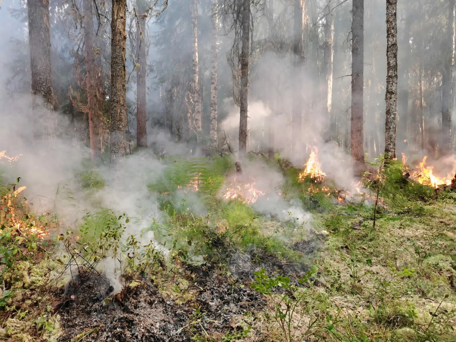 сожженная трава. пожары на природных территориях. пожары на природных территориях. лесные пожары ханты-мансийск. пожары в природе бедствие в народе.