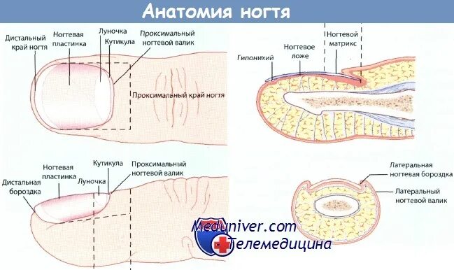 Корни ногтей находятся. Строение ногтя ногтевое ложе. Схема строения ногтя на ноге. Строение пальца и ногтя. Строение ногтевой пластины.