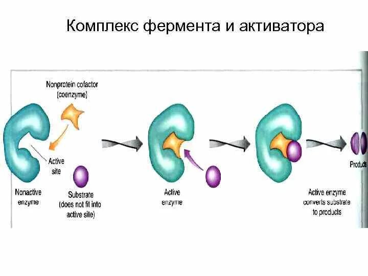 Механизм активации ферментов биохимия. Механизм действия активаторов и ингибиторов ферментов. Активаторы ферментов биохимия примеры. Активация ферментов биохимия. Типы активаторов