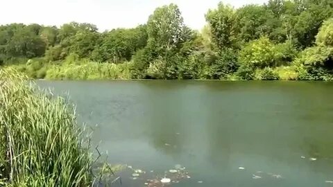 Уровень реки медведица