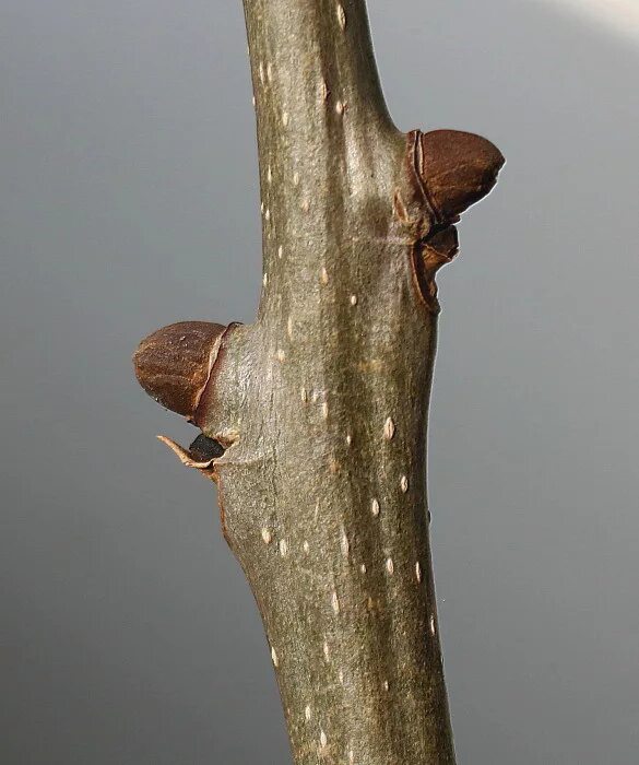 ясень побеги. ясень дерево. ясень обыкновенный почки. ясень побеги. побег ясеня.