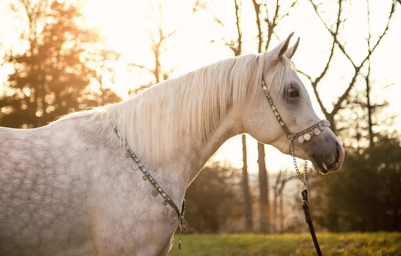 Лошадь в мыле. Лошади. Обои лошади. 34 horse. Самые знаменитые боевые кони.