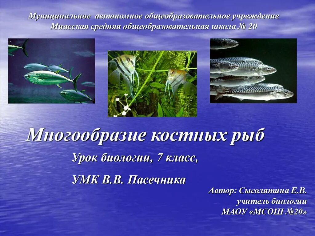 Многообразие рыб 7 класс. Многообразие костных рыб. Многообразие рыб 7 класс биология. Презентация на тему многообразие рыб. Представители класса костные рыбы 7 класс.