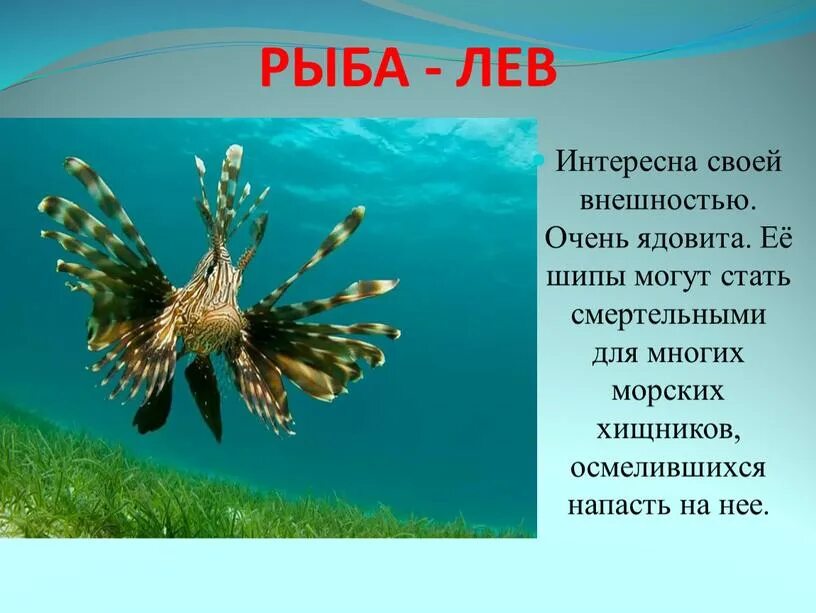 Сообщение о рыбе. Рассказ о рыбе. Доклад про рыб. Морские обитатели описание. Обитатели морей сообщение