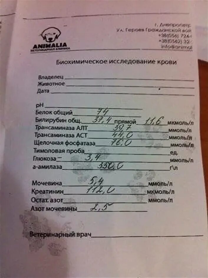 У собаки моча с кровью что это. Анализ на бабезиоз у собаки. пироплазмоз анализ.