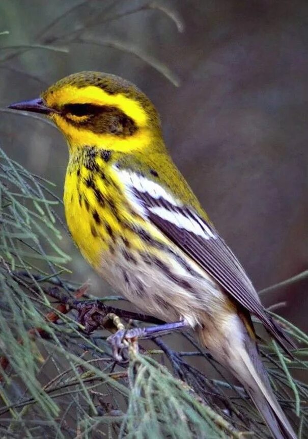 Маленькая полосатая птица. Птица с желтыми полосками. Птичка с жёлтой грудкой. Маленькая птичка с желтой грудкой. Птица желтая с черными полосками.