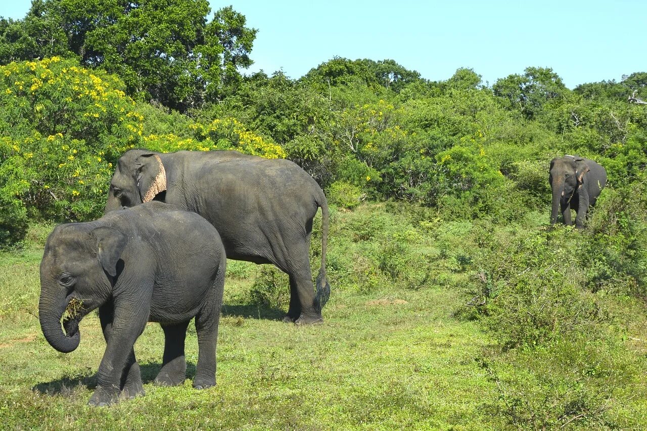 Элефант Шри Ланка. Слоны парк Шри Ланке. Шри Ланка животные. Слонёнок Sri Lanka.