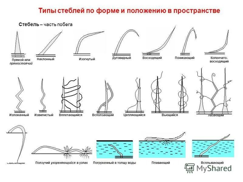 Тип ветвления (моноподиальное, симподиальное, ложнодихотомическое);. Типы стеблей по форме поперечного сечения. Типы стеблей схема. Типы стеблей 2 типа. Растения с прямостоячими стеблями.