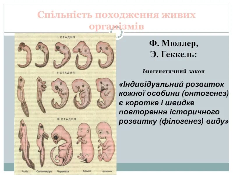 Онтогенез автор. Эволюция онтогенеза. Геккель онтогенез. Геккель и Мюллер. Онтогенез укр.