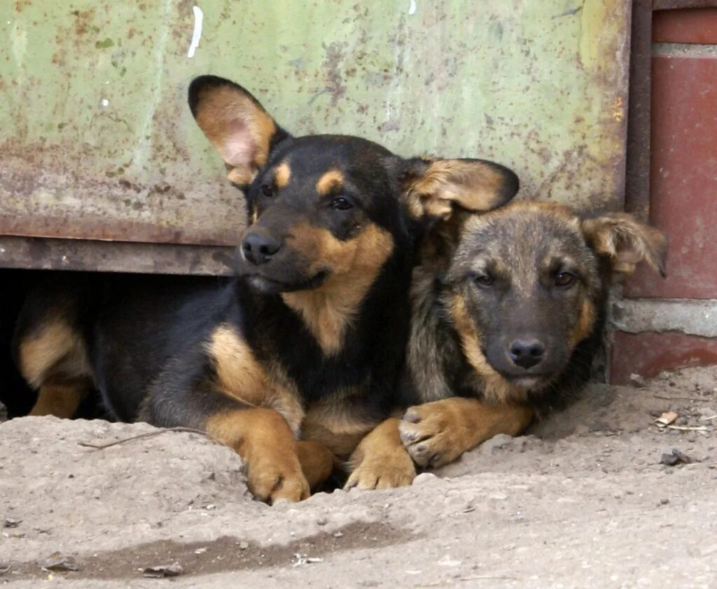 Екатеринбург. Отлов собак самара. Приют в буинске собак. Отлов собак самара. Приют для собак тольятти.