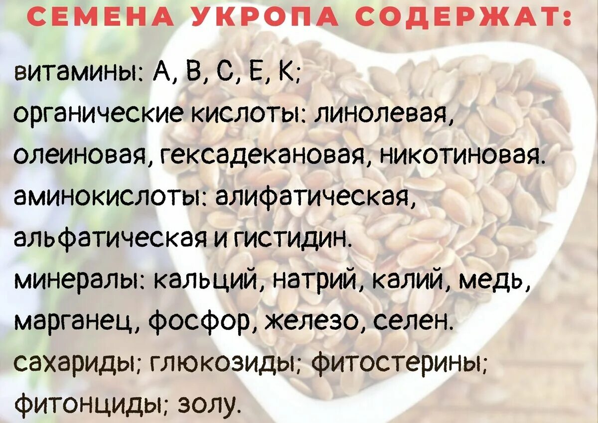 Семена укропа польза и вред для организма. Семена укропа польза. Семя укропа полезные качества. Укроп семена полезные свойства. Польза семян укропа.