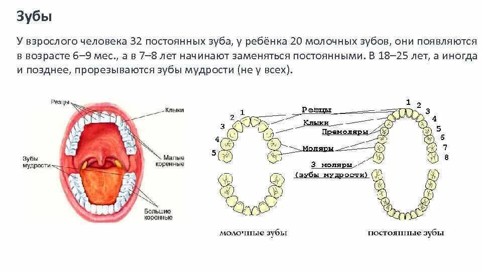 Ротовая полость норма. Сколько в норме зубов у взрослого человека постоянных. Сколько зубов у челвоек. Скок зубов у взрослого человека. Коренные зубы у взрослого.