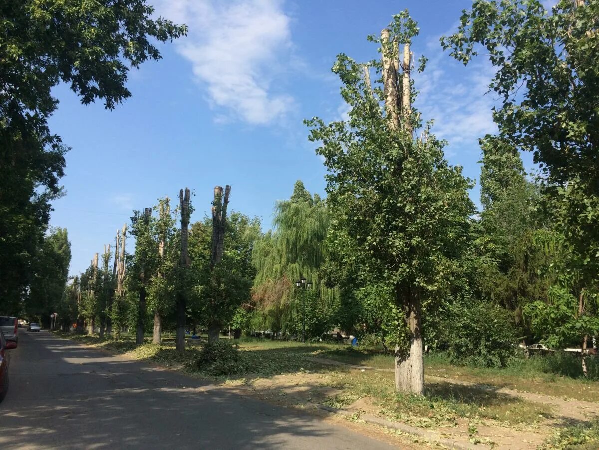 Тополя грузины. Тополь Московский дерево. Тополь канадский Саратов. Тополя в Барнауле. Пирамидальные тополя в Москве.