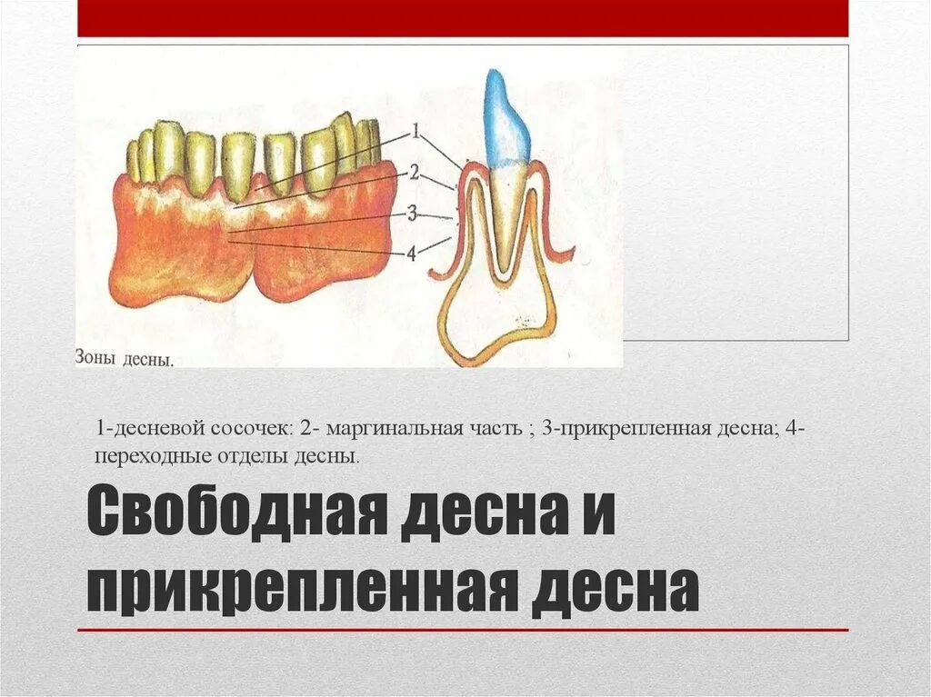 Десневой Желобок (десневая борозда). Свободная и прикрепленная Десна. Маргинальная часть десны. Альвеолярная десна