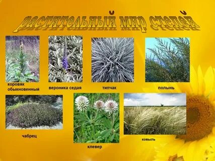 Какая растительность характерна для степей