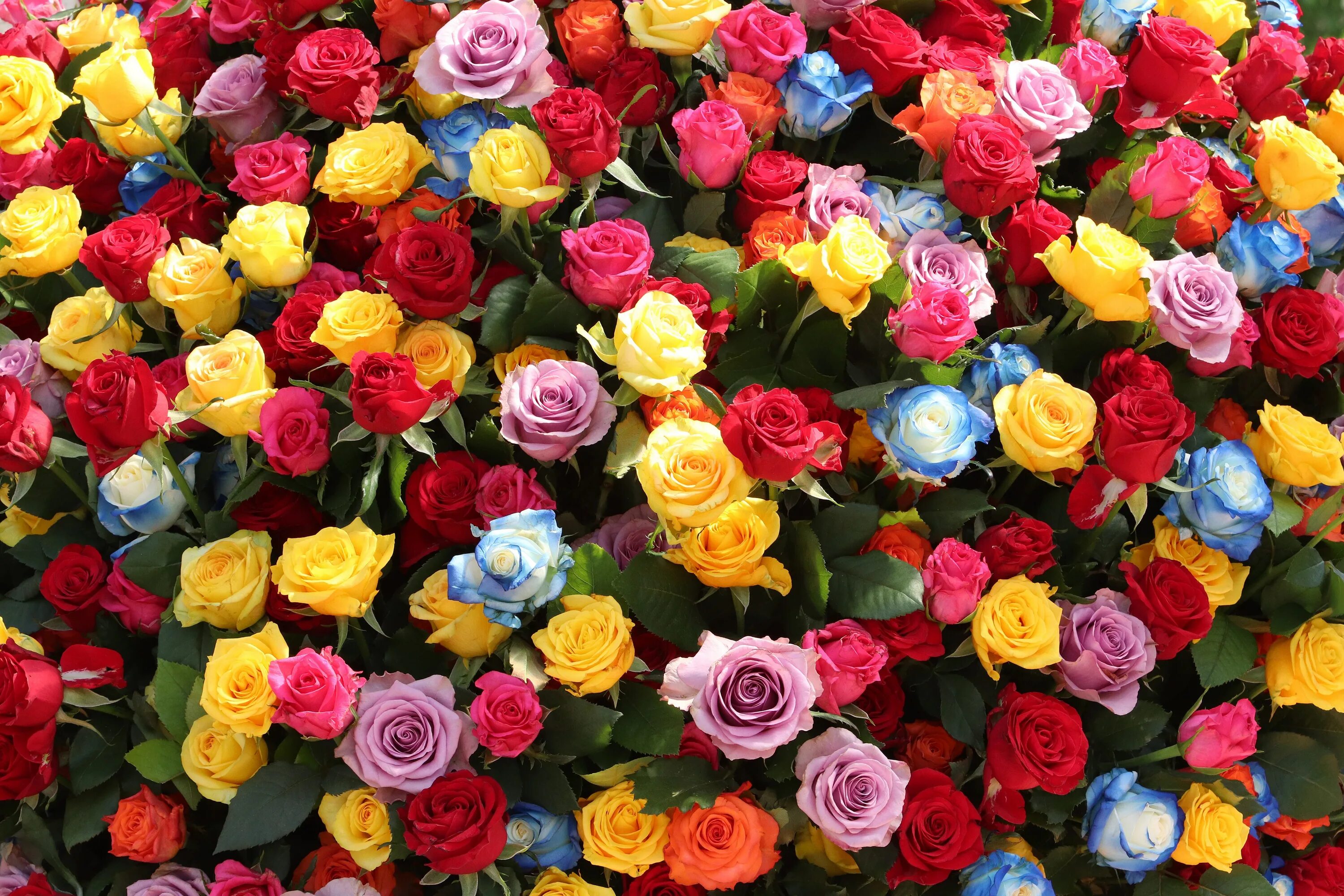 Разноцветные цветы. Разноцветные розы. Цветы мелкие разноцветные.
