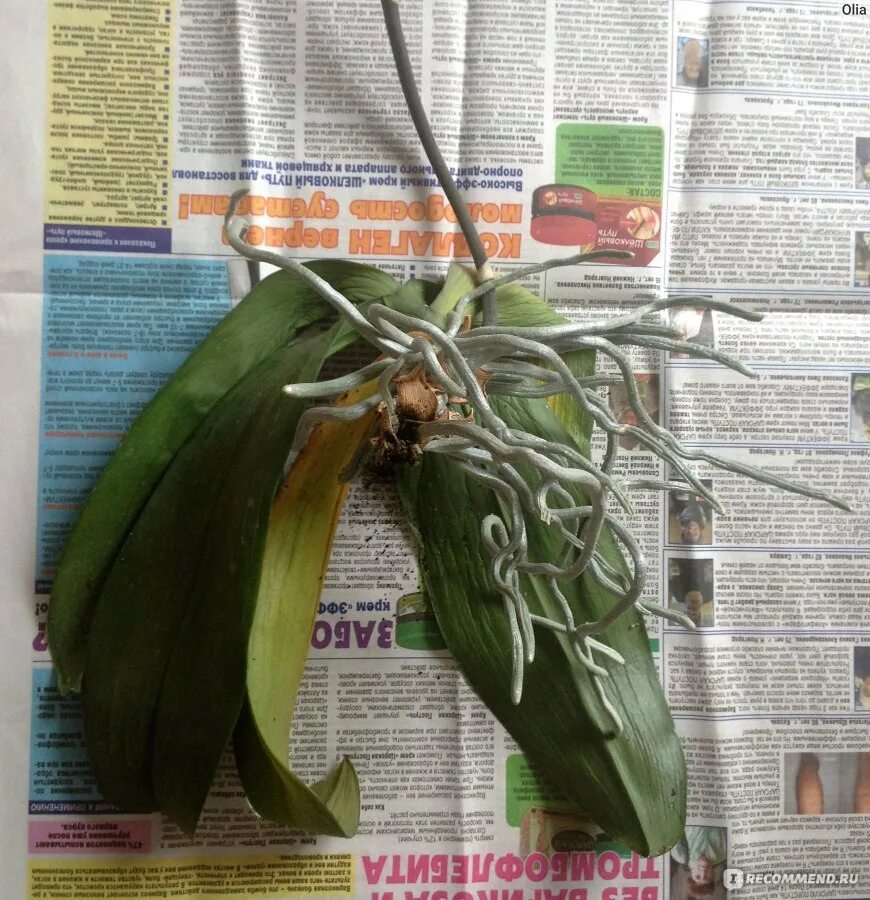 Инструкция по уходу за цветочной композицией. Как выбрать орхидею при покупке в магазине. Фаленопсис монтре. Оптовая база фаленопсис. Фаленопсис как выбрать в магазине при покупке.