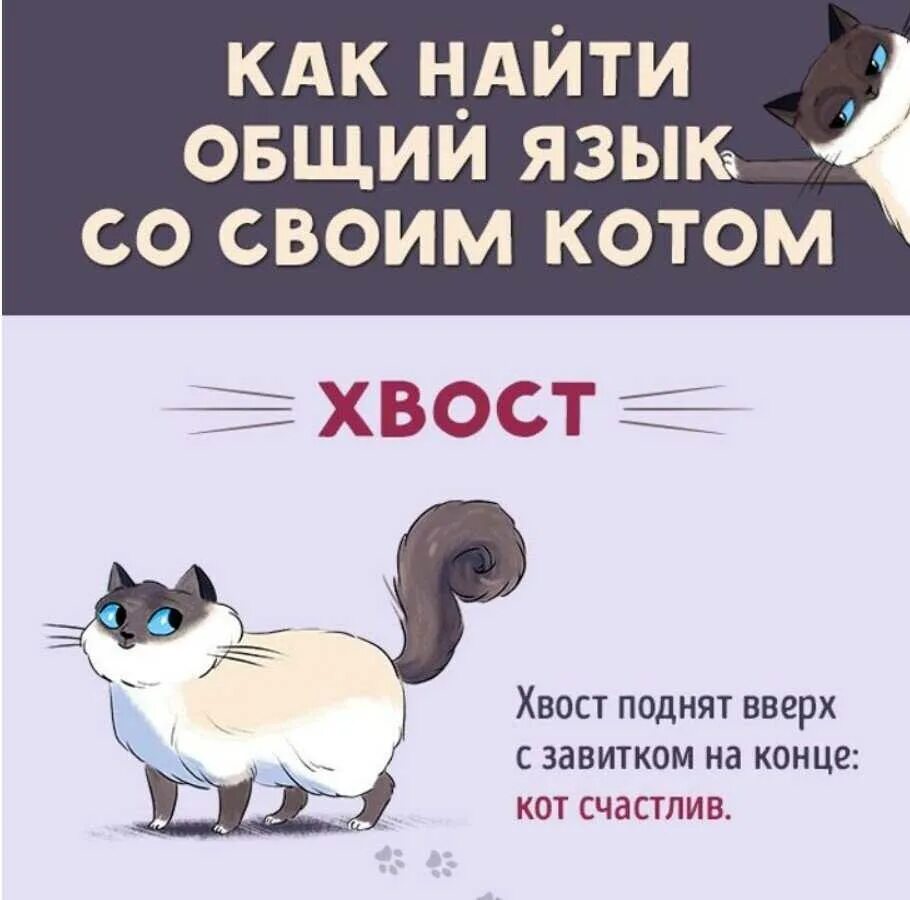 Настроение кота по хвосту. Как понять язык котов. Язык кота по хвосту. Язык общения кошек.