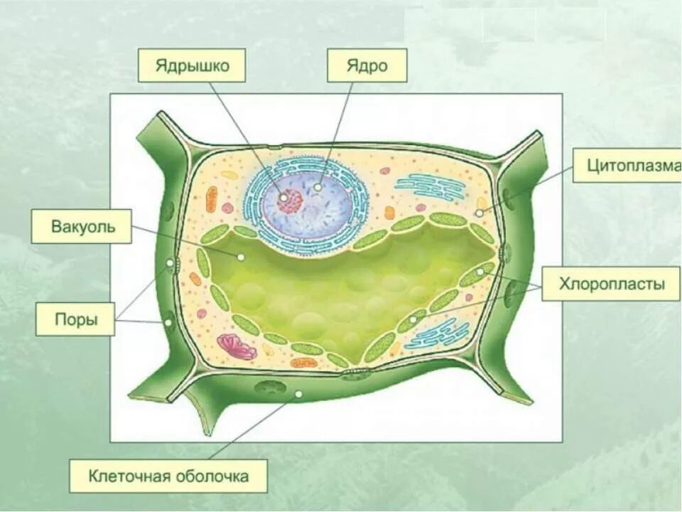 Какой основной компонент содержится в цитоплазме. Растительная клетка 5 класс биология. Строение растительной клетки 5 класс биология рисунок. Клетка растения 5 класс биология. Изображение растительной клетки 5 класс биология.