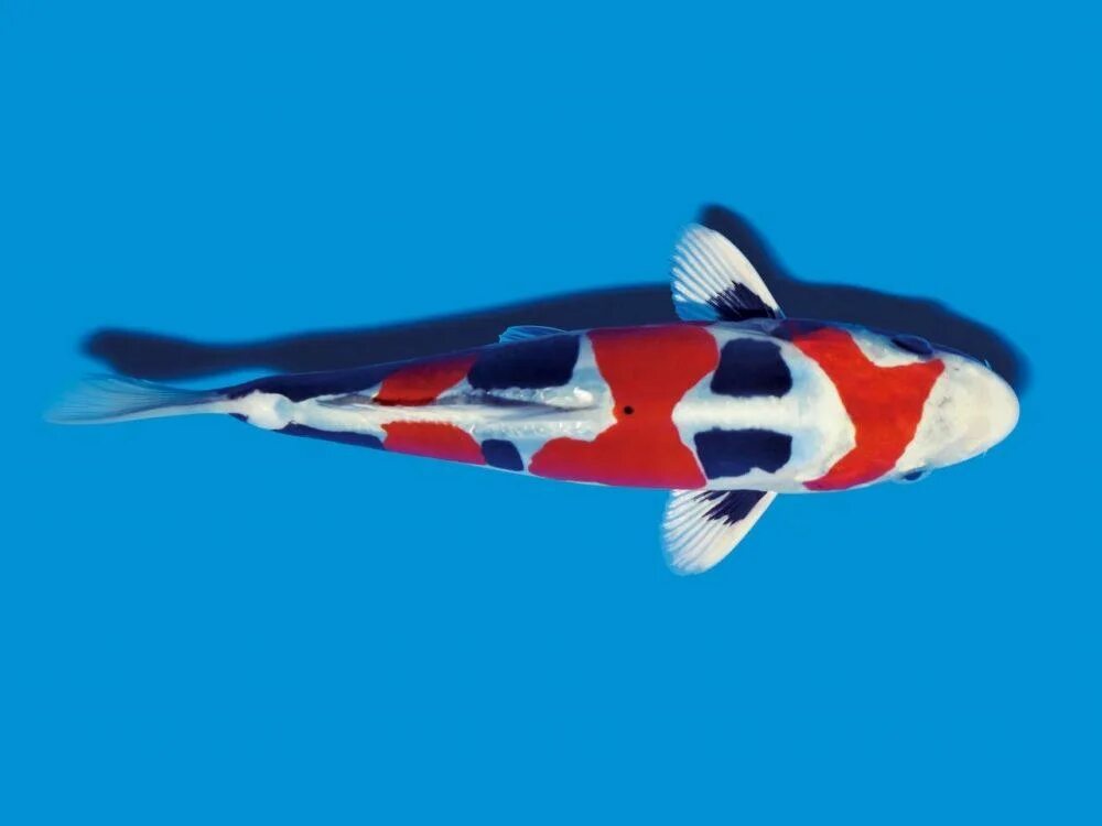 Koi cs2