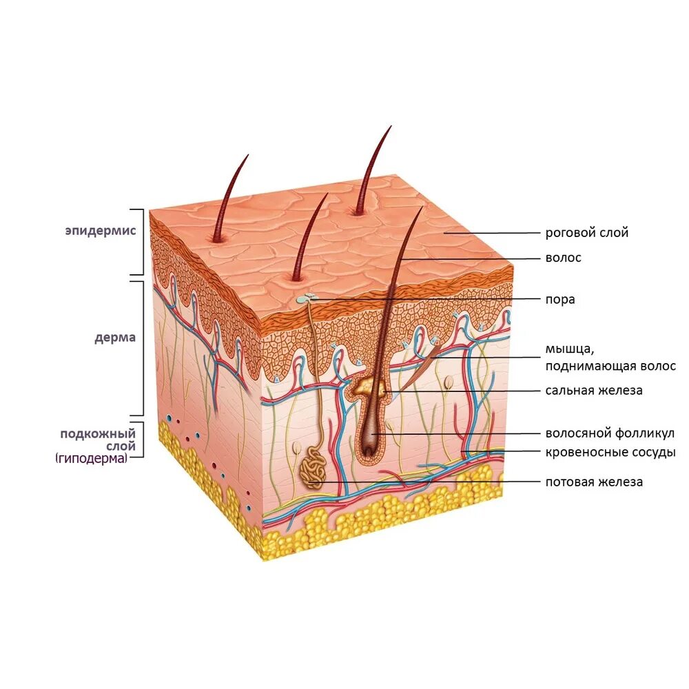 Строение кожи эпидермис дерма. Эпидермис дерма гиподерма. Дерма эпидерма строение кожи. Эпидермис, дерма и подкожно-жировая клетчатка..