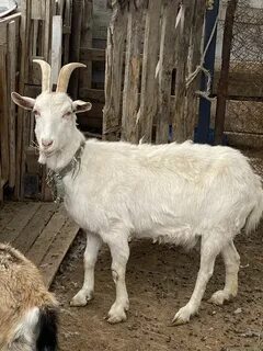 Орыс тілінде анальный секс видео