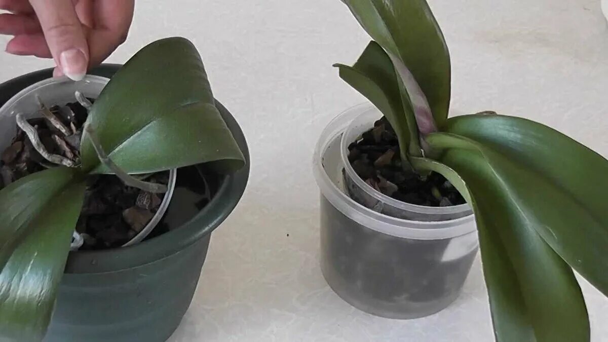 Как ухаживать за орхидеями полив