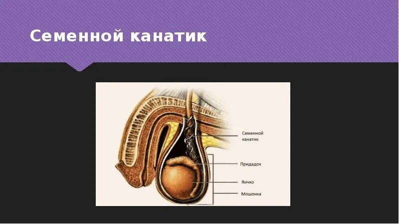 Семенной канатик анатомия. Семенной канатик анатомия строение. Элементы семенного канатика. Строение яичка семенной канатик.