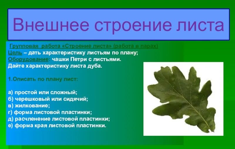 Дуб черешчатый форма листовой пластинки. Дуб черешчатый Тип листовой пластинки. Жилкование листа дуба. Тип расчленения листа дуба.