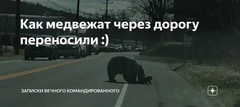 Медведица переводит через дорогу